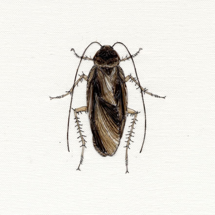Cockroach