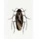 Cockroach